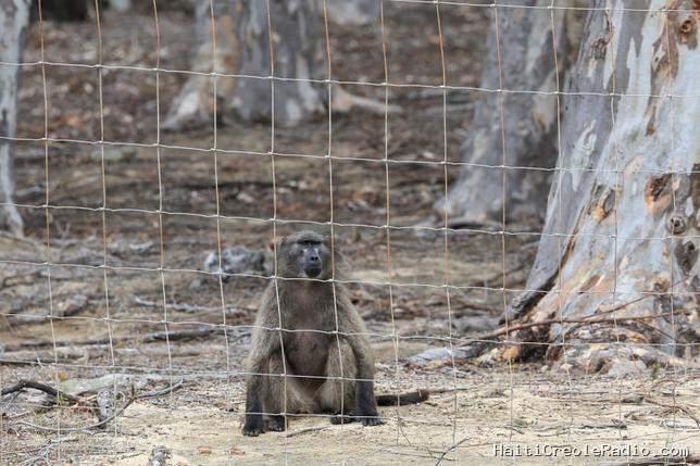 Afrique du Sud : au Cap, la guerre des babouins est déclarée