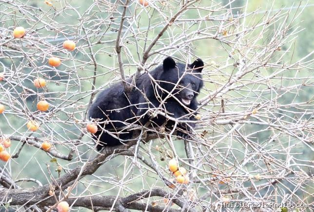 Après la capture d’un ours en ville, le Japon de nouveau en état d’alerte