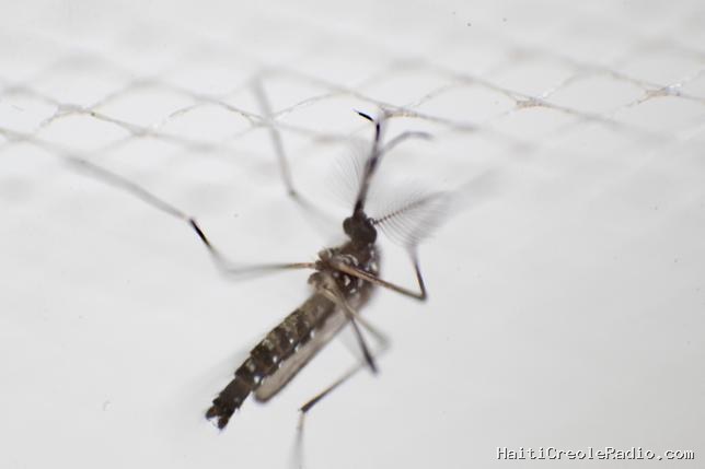 Au lieu de faire fuir les moustiques, un répulsif très utilisé pourrait en fait les attirer