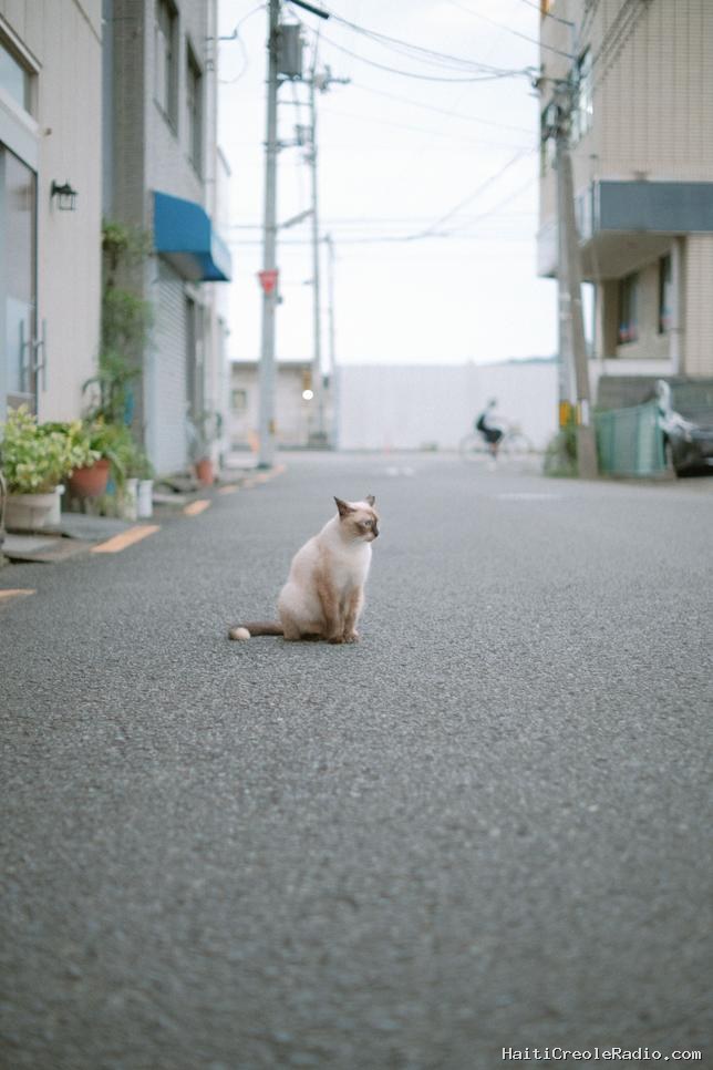 Cat Collector, l’appli pour attraper les chats comme des Pokémon