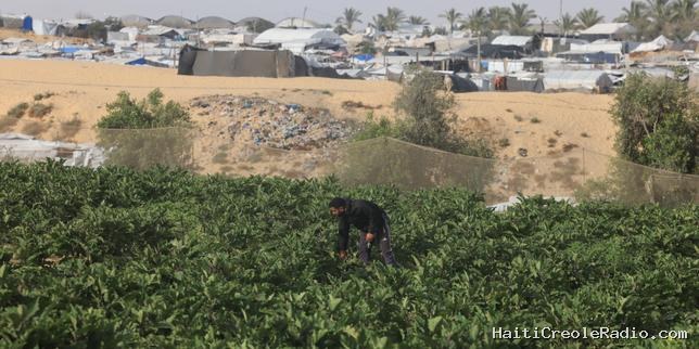 Dans la bande de Gaza, blocus et destructions mettent le secteur agricole à l’agonie