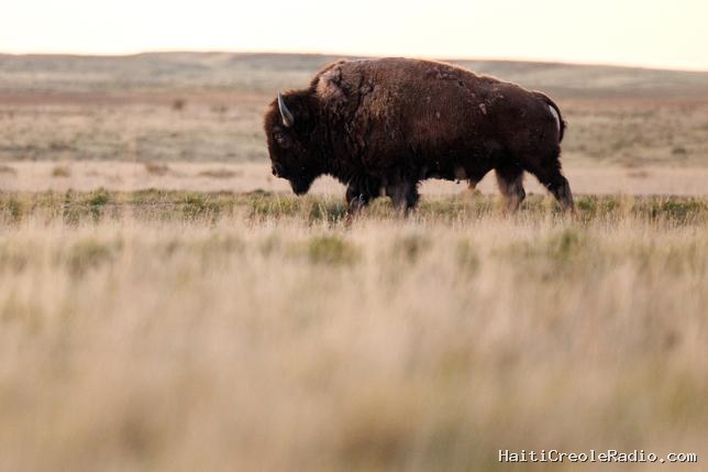 Dans le Montana, “la guerre du bison” déchire la prairie