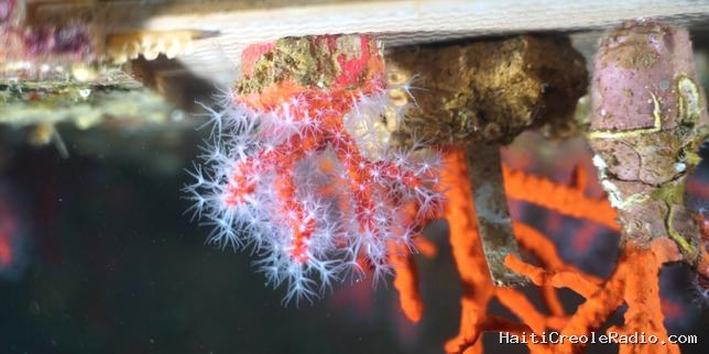 Des chercheurs tentent de percer le secret de la reproduction du corail rouge de Méditerranée