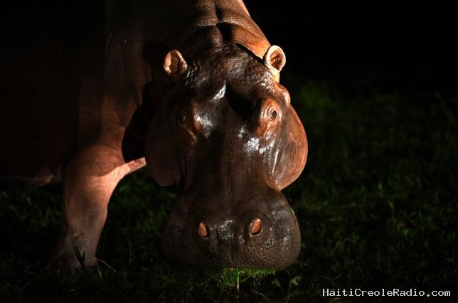 En Colombie, des enfants croisent un hippopotame d’Escobar sur le chemin de l’école