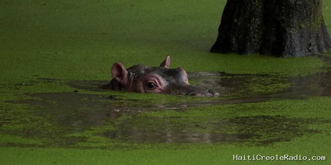 En images | Les hippopotames de Pablo Escobar, une attraction touristique devenue une véritable menace pour les habitants et la biodiversité colombienne