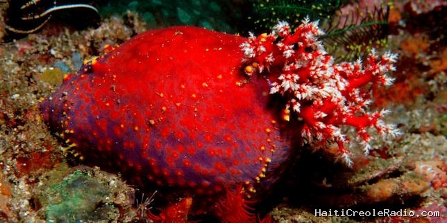Et le concombre de mer inventa les tissus immortels