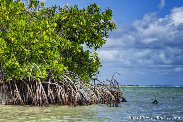 L’incroyable résurrection des mangroves dans le monde