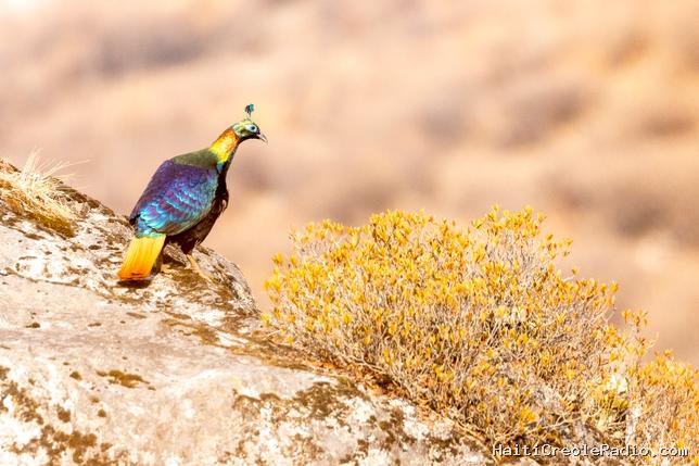 La pollution sonore modifie le chant d’un oiseau himalayen