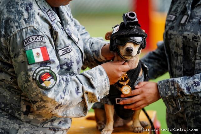 Le chihuahua Comando, nouvelle recrue vedette de la garde nationale mexicaine