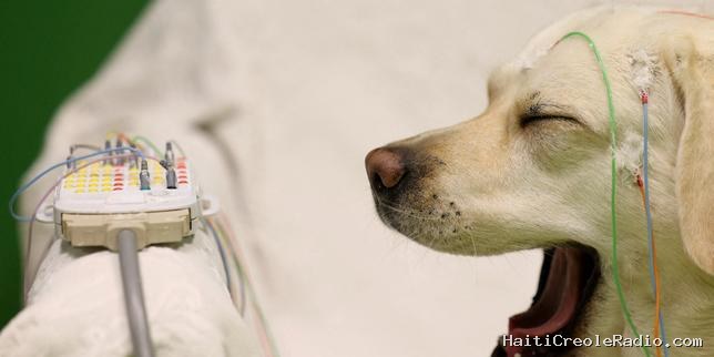 Les chiens aussi préfèrent les consonnes