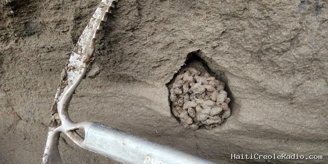 Les crottes d’écureuil, archives d’un passé vieux de 700 000 ans