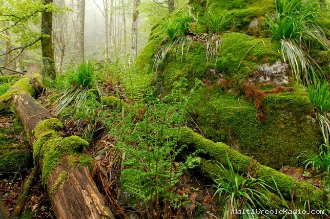 Même l’odeur de la terre mouillée sera victime du réchauffement