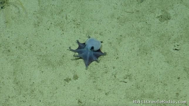 Onze ans après sa découverte aux Galápagos, ce “si mignon” poulpe bleu a été baptisé