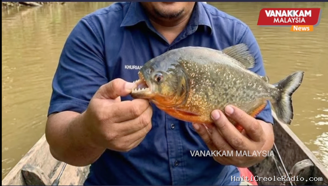 Panique en Malaisie face “au mystère des piranhas du barrage de Klau”