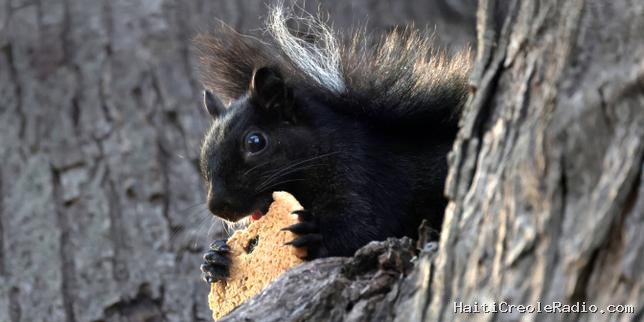 Quand Darwin arrive en ville : comment la jungle urbaine bouleverse la sélection naturelle des animaux