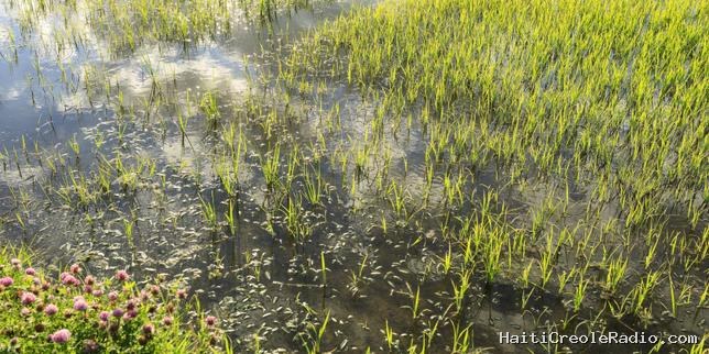 Quand la pluie réveille des graines de riz endormies