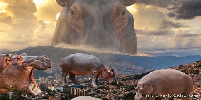 Que faire des hippopotames de Pablo Escobar ?