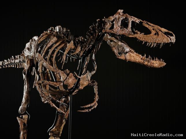 Un nouveau dinosaure adjugé pour 47,3 millions de dollars : “C’est déchirant”