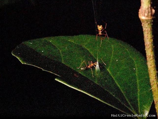 Une araignée jusque-là inconnue des scientifiques fabrique un piège pour attraper ses proies