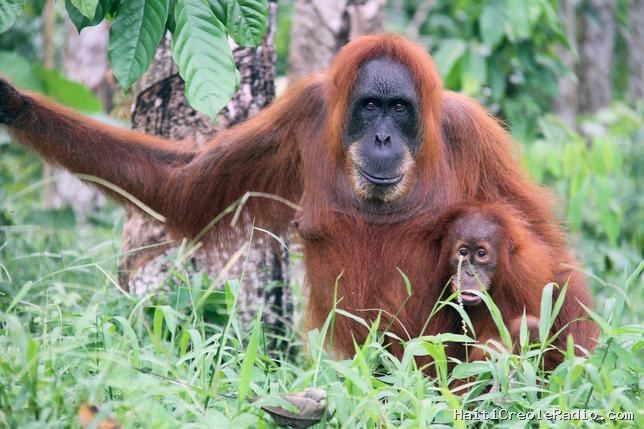 Une espère rare d’orang-outans décimée par des pluies diluviennes en Indonésie