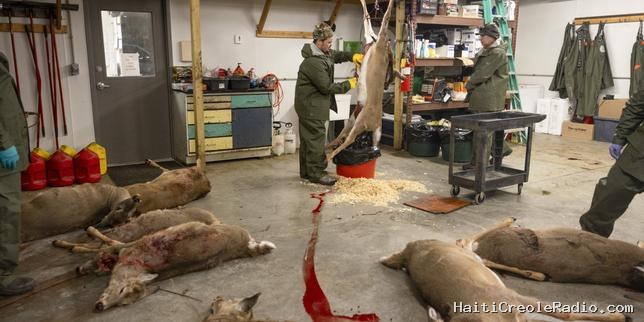 Une maladie à prions des cervidés peut se transmettre à des primates non humains